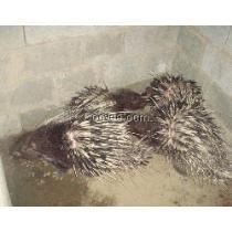 豪猪3.0最新爆料,揭秘科技巨头最新力作背后的秘密与突破 第3张 豪猪3.0最新爆料,揭秘科技巨头最新力作背后的秘密与突破 第3张