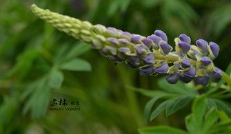鲁冰花在线观看,在线重温那段纯真岁月 第2张 鲁冰花在线观看,在线重温那段纯真岁月 第2张