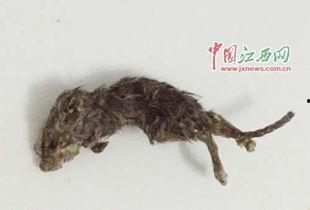 老鼠吃瓜最新事件爆料,揭秘瓜农与鼠患的矛盾冲突  第3张