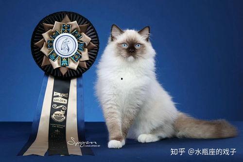 类似色猫吃瓜网站免费,免费畅游类似色猫吃瓜网站，趣味无限  第2张