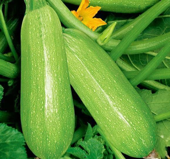 网红韩婧格吃瓜视频下载 第3张 网红韩婧格吃瓜视频下载 第3张