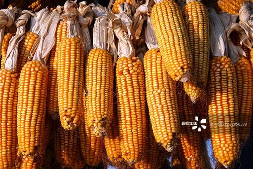 玉米最新爆料视频  第2张